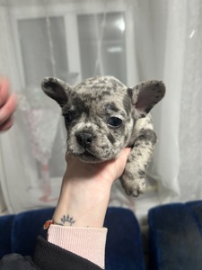 Щенки французского бульдога