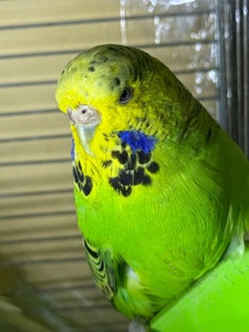 Волнистые попугаи, Выставочные вольнистые, получехи