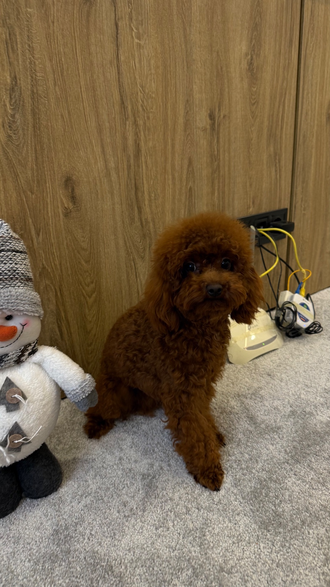 Той пудель, хлопчик