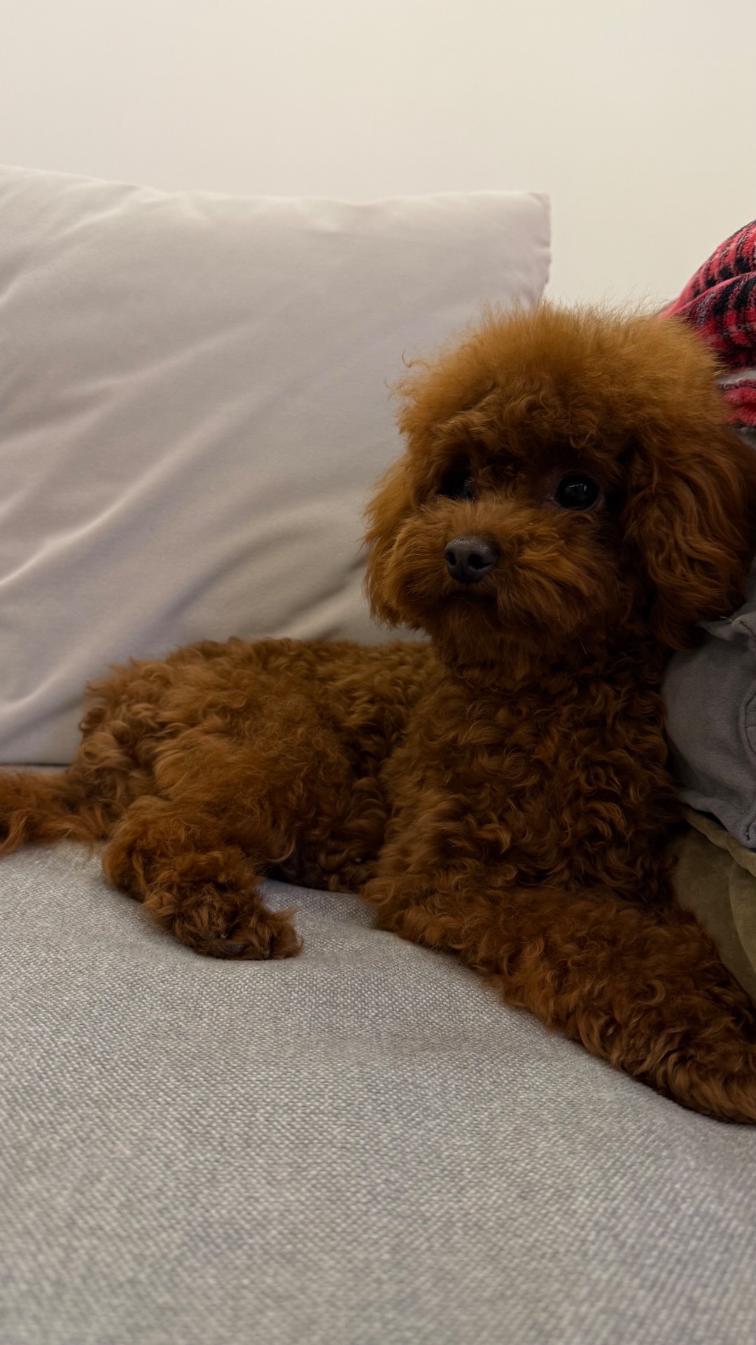 Той пудель, хлопчик