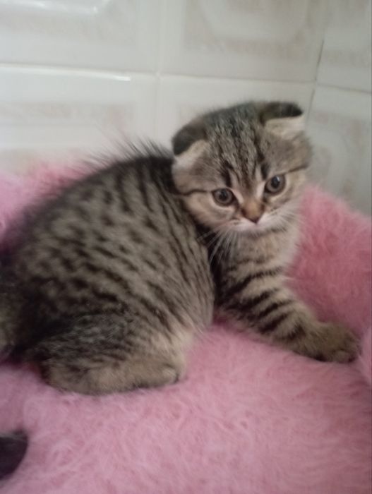 Шотландські Шикарні Шиншилові Золоті дівчатка