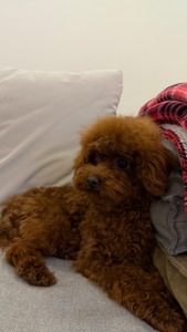 Той пудель, хлопчик