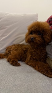 Той пудель, хлопчик