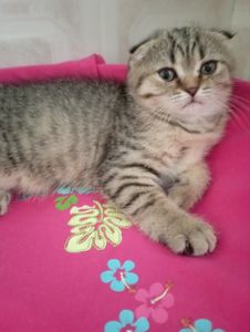 Шотландські Шикарні Шиншилові Золоті дівчатка