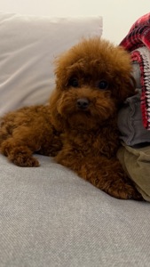 Той пудель, хлопчик