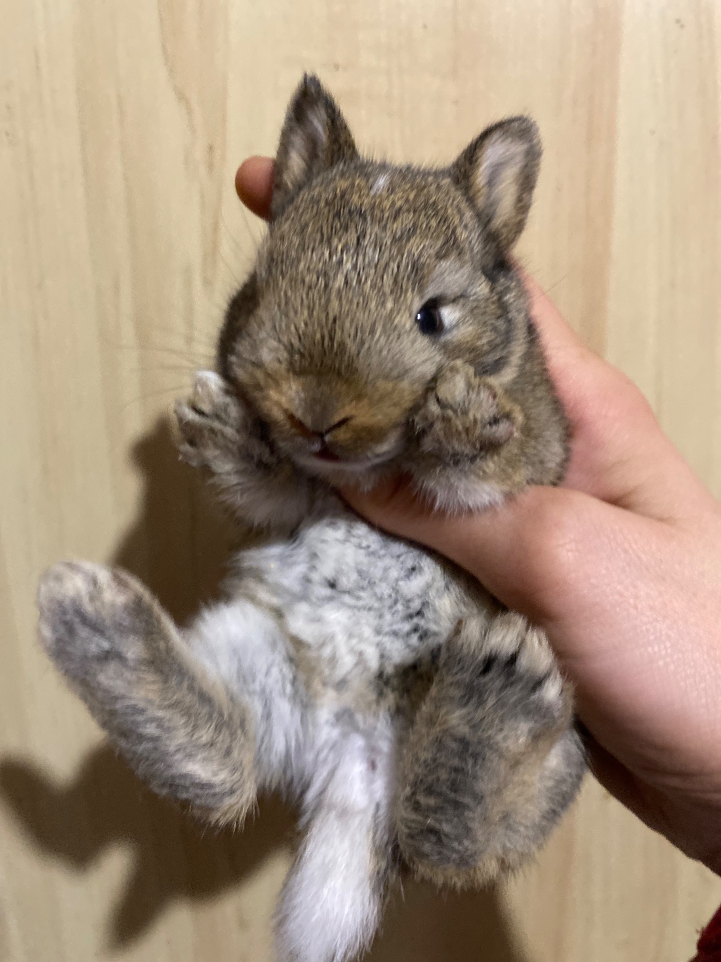 Питомник Кролики Декоративные