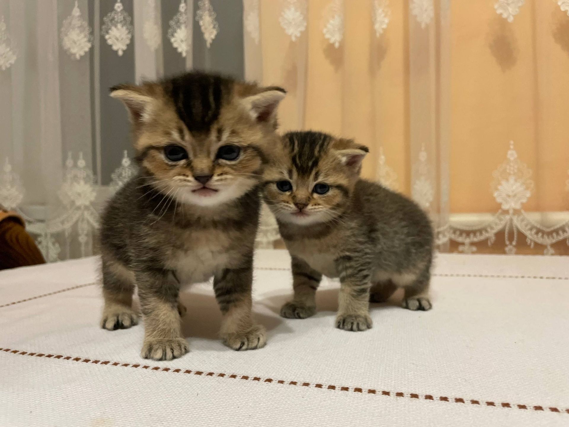 Продам шотландських кошенят золотих шиншил