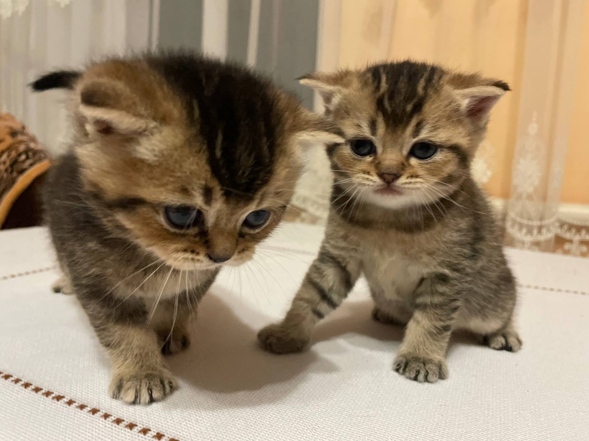 Продам шотландських кошенят золотих шиншил