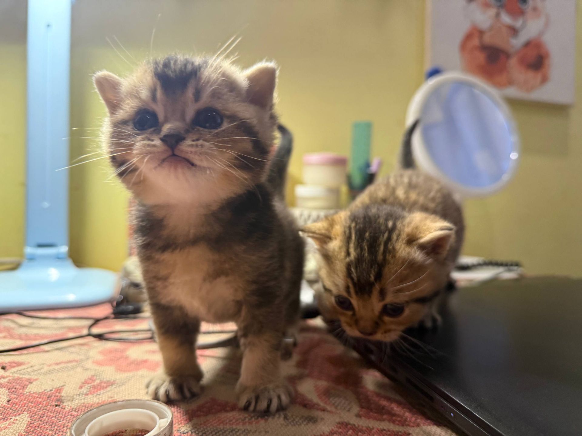 Шотландські кошенята золоті шиншили