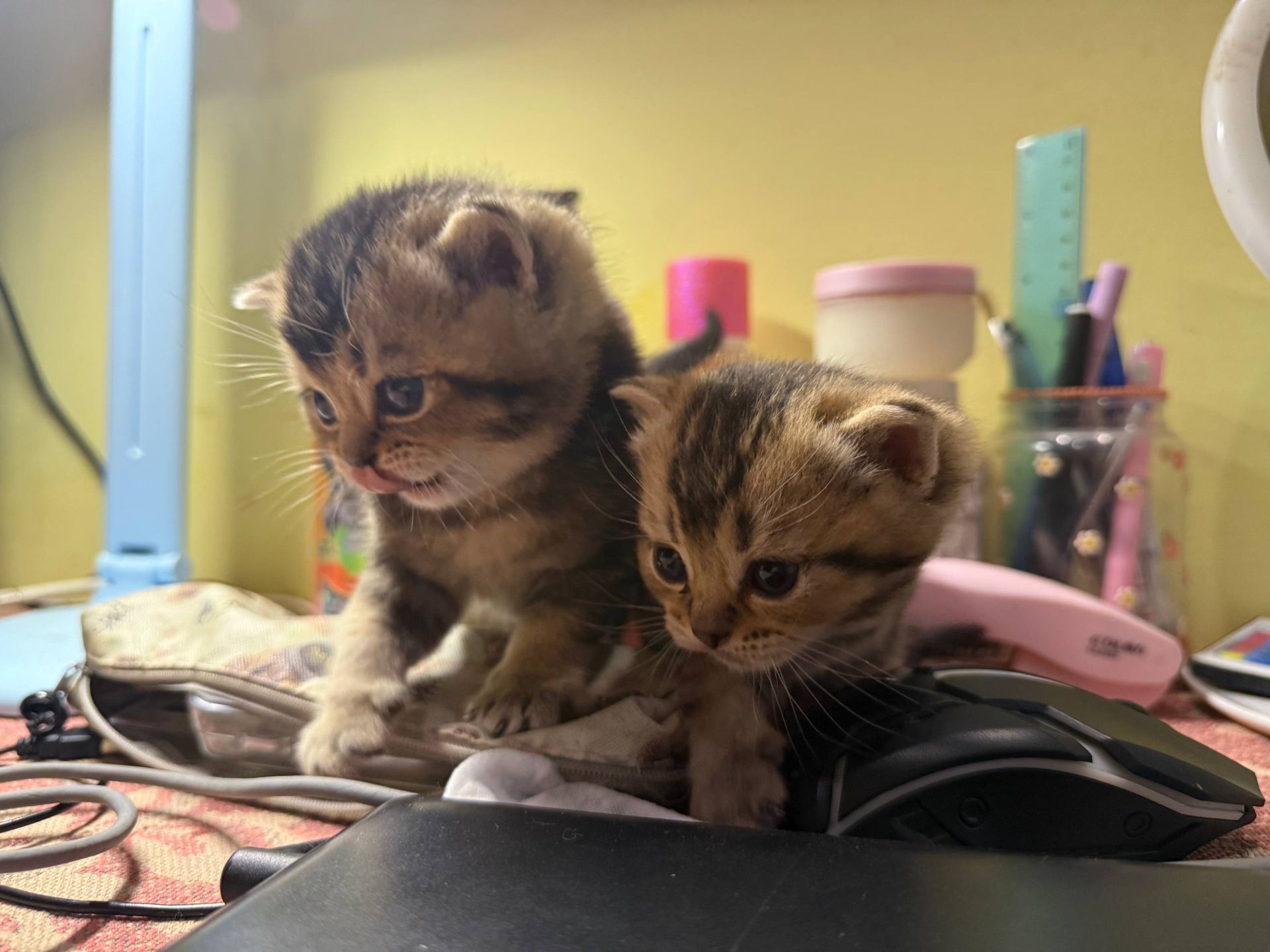 Шотландські кошенята золоті шиншили