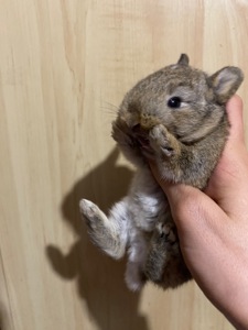 Питомник Кролики Декоративные