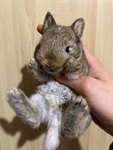 Питомник Кролики Декоративные