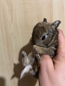 Питомник Кролики Декоративные