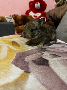 Питомник Кролики Декоративные