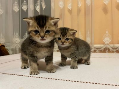 Продам шотландських кошенят золотих шиншил