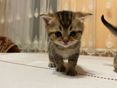 Продам шотландських кошенят золотих шиншил