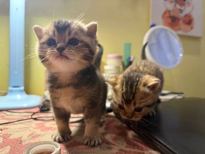 Шотландські кошенята золоті шиншили