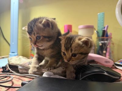 Шотландські кошенята золоті шиншили