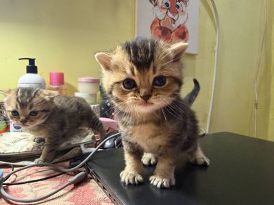 Шотландські кошенята золоті шиншили