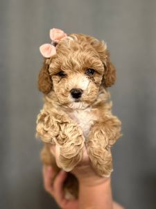 Самі топові малюки Мальтіпу