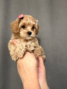 Самі топові малюки Мальтіпу