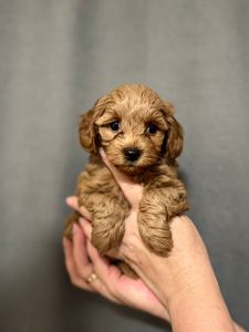 Самі топові малюки Мальтіпу