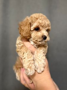 Самі топові малюки Мальтіпу