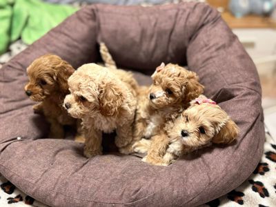 Самі топові малюки Мальтіпу