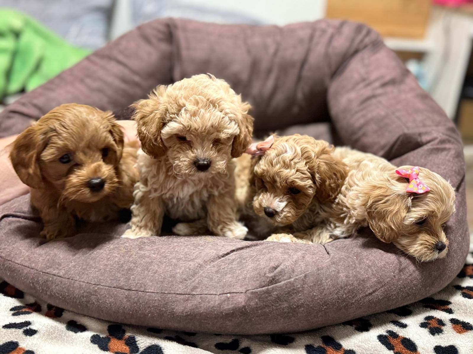 Самі топові малюки Мальтіпу