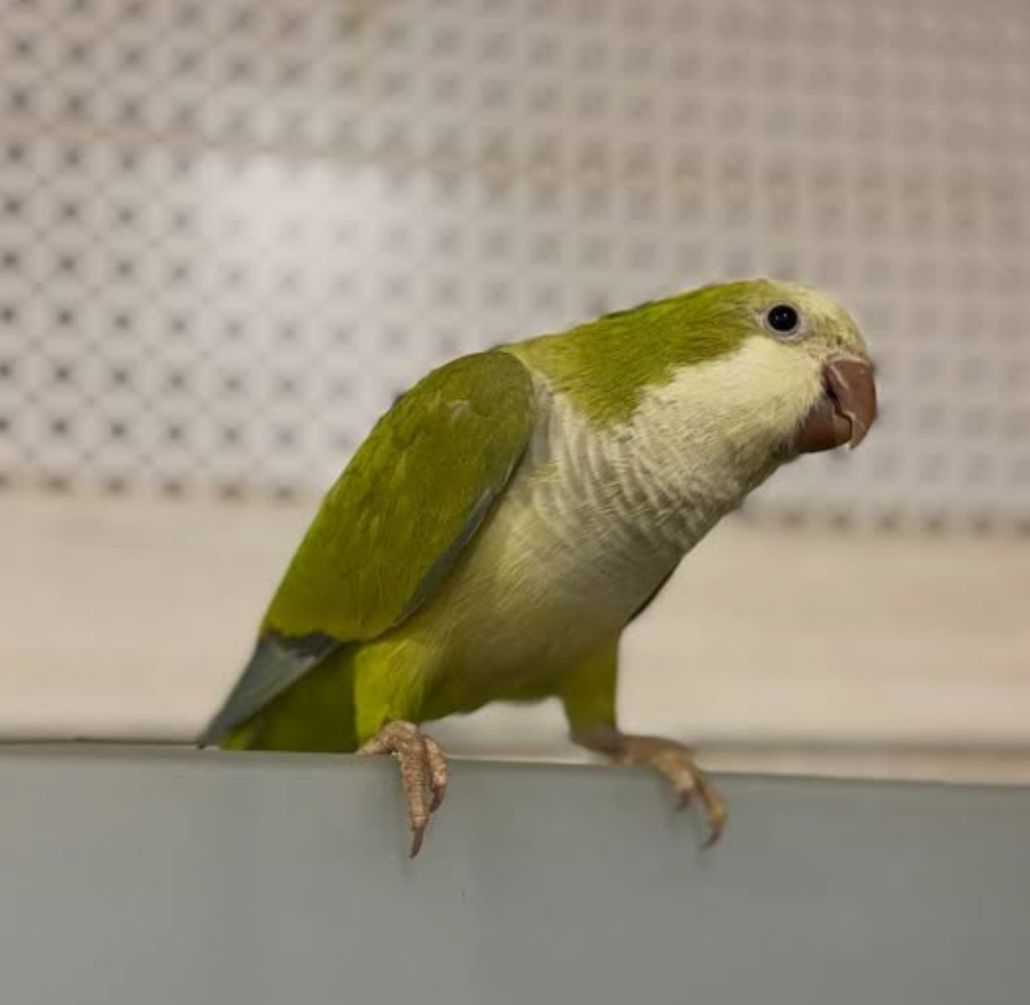 Продається молода папужка