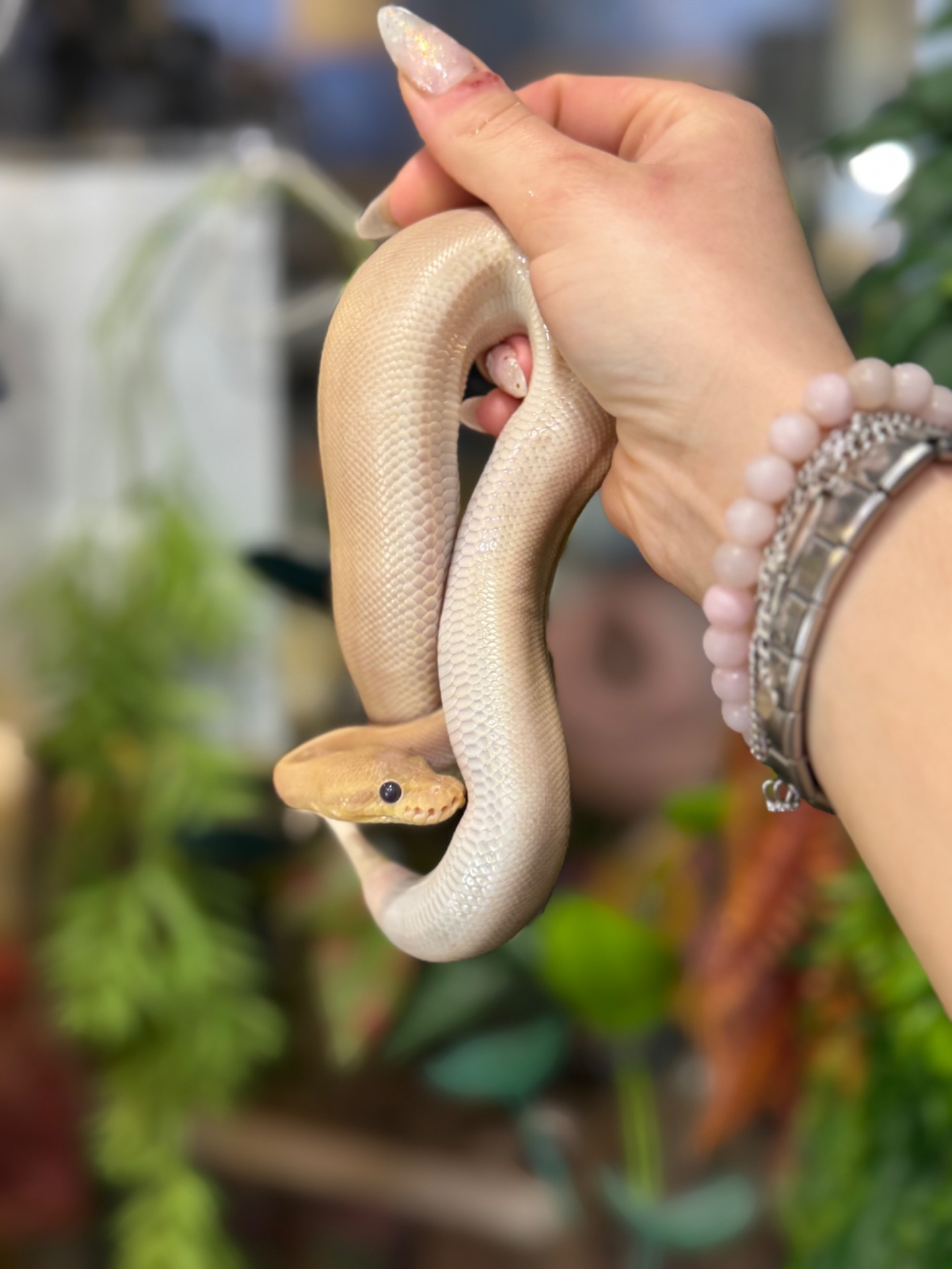 Королівський пітон регіус або шаровидна змія