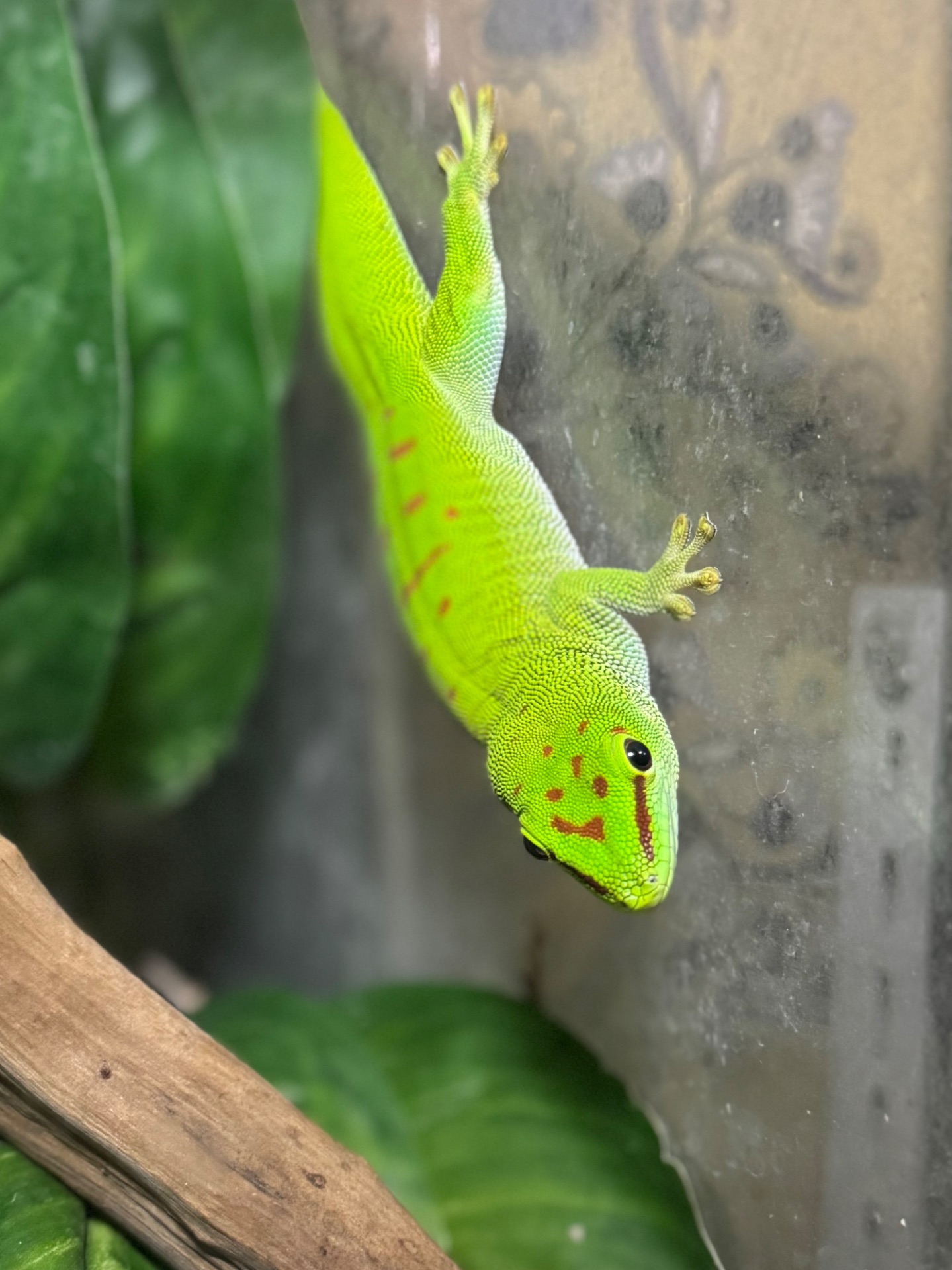 Мадагаскарський денний гекон-смарагдова фельзума