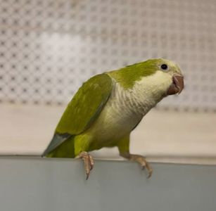 Продається молода папужка