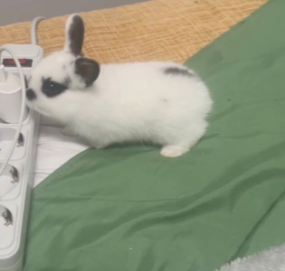 Декоративный кролик