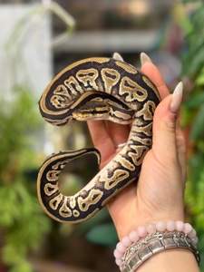 Королівський пітон регіус або шаровидна змія