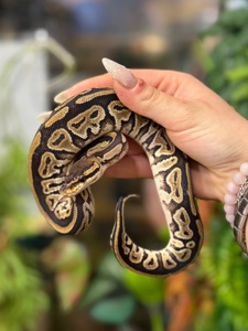 Королівський пітон регіус або шаровидна змія