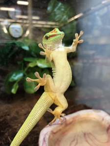 Мадагаскарський денний гекон-смарагдова фельзума