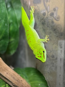 Мадагаскарський денний гекон-смарагдова фельзума