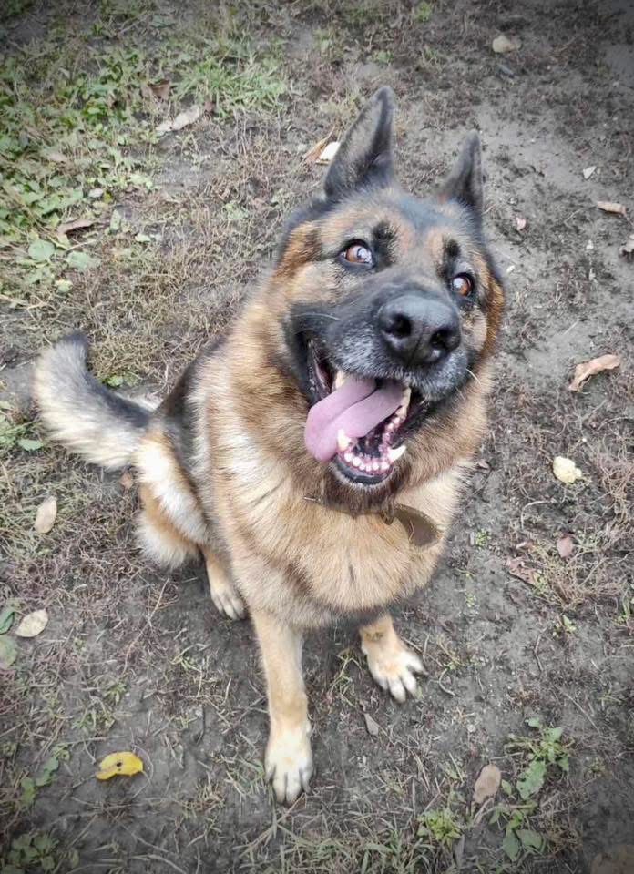 Розумний та добрий Арчі мріє про нову родину!