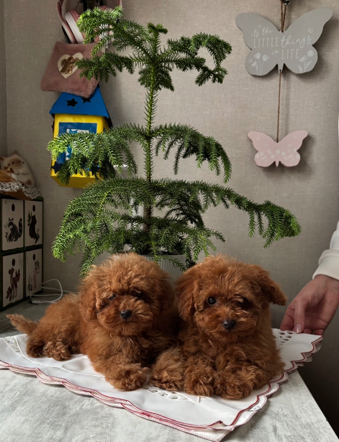 Дітки той пуделя