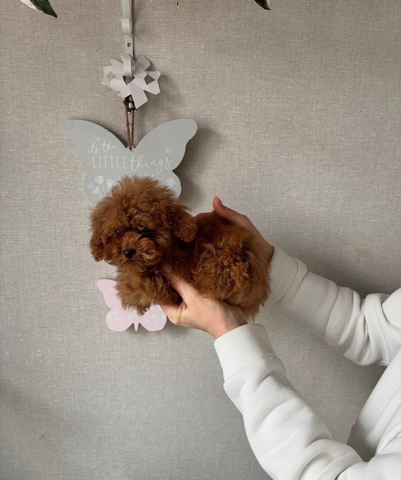 Дітки той пуделя