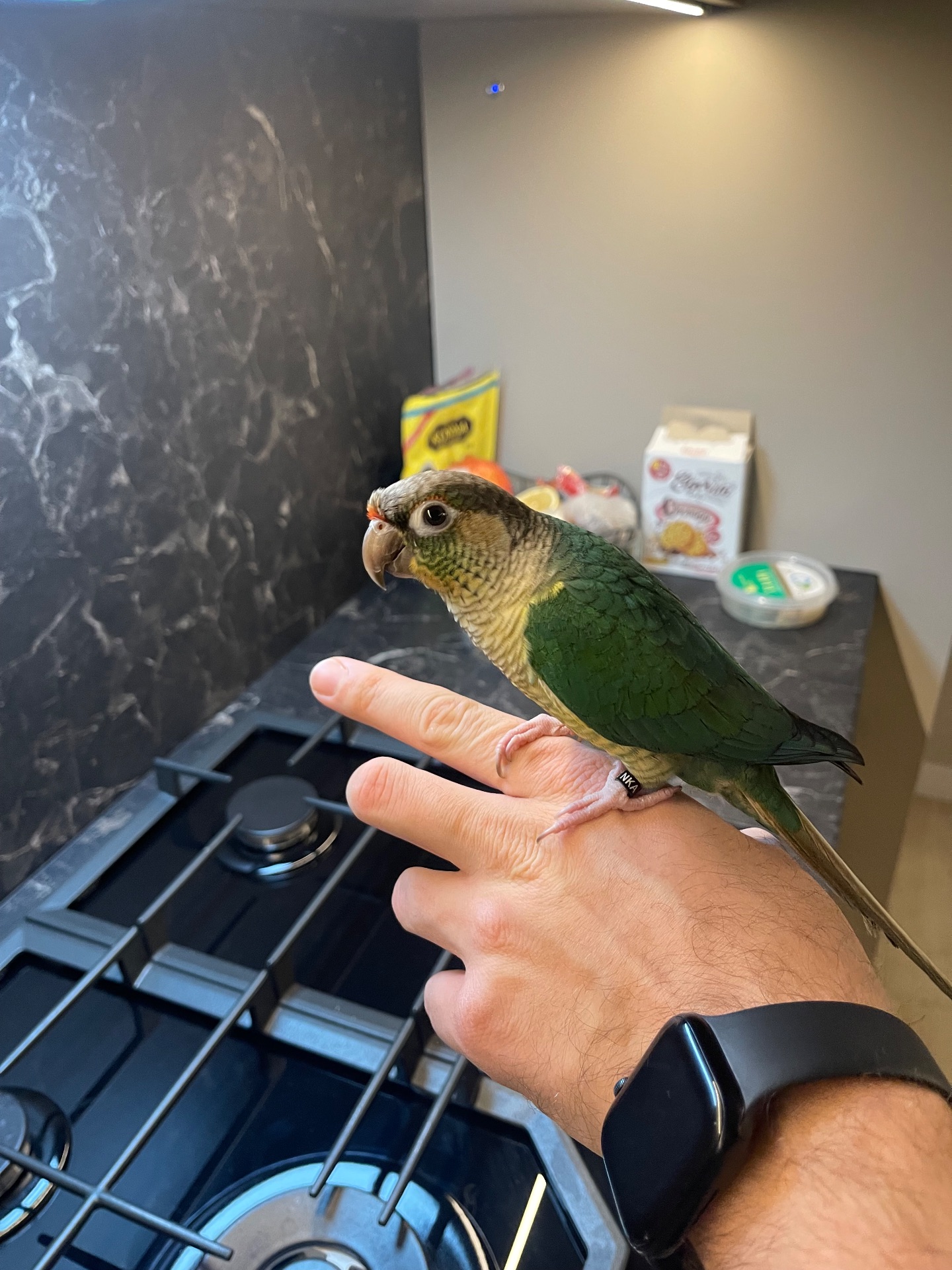 Ручна пірура. Викормиш. 8 місяців