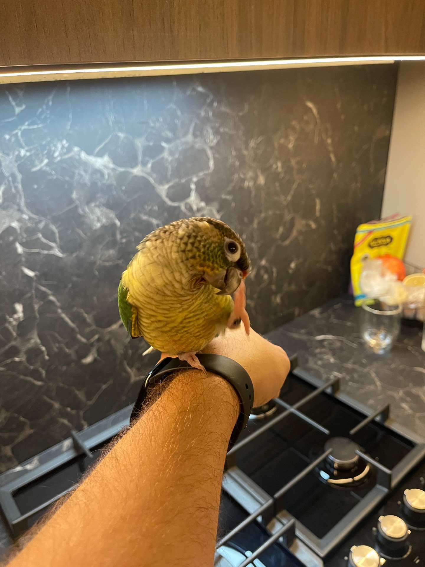 Ручна пірура. Викормиш. 8 місяців