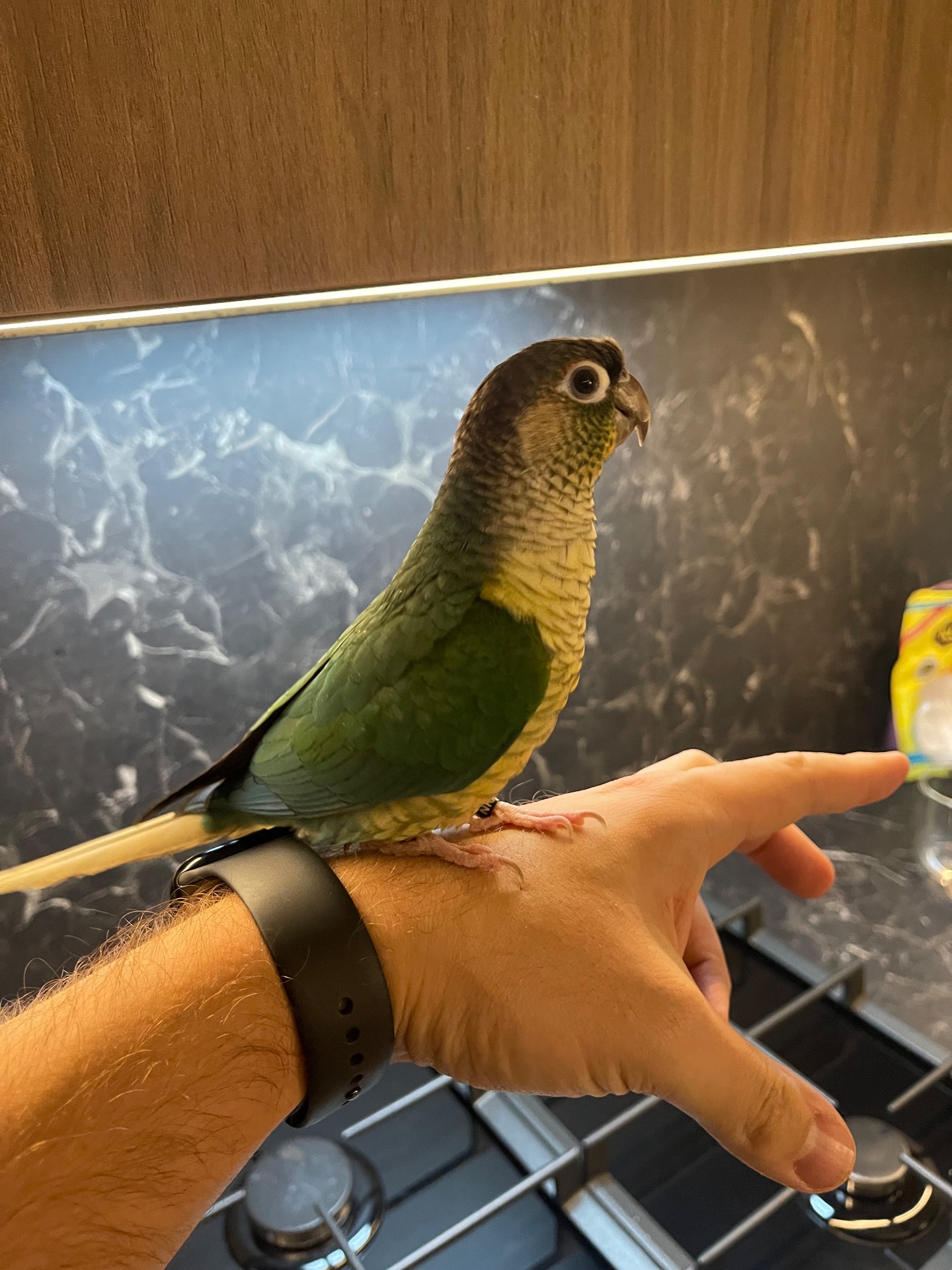 Ручна пірура. Викормиш. 8 місяців