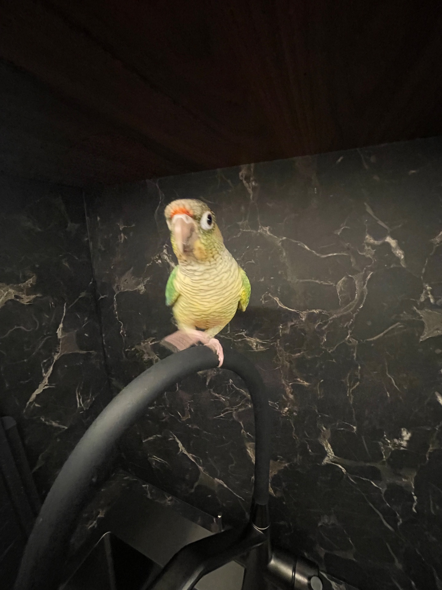 Ручна пірура. Викормиш. 8 місяців