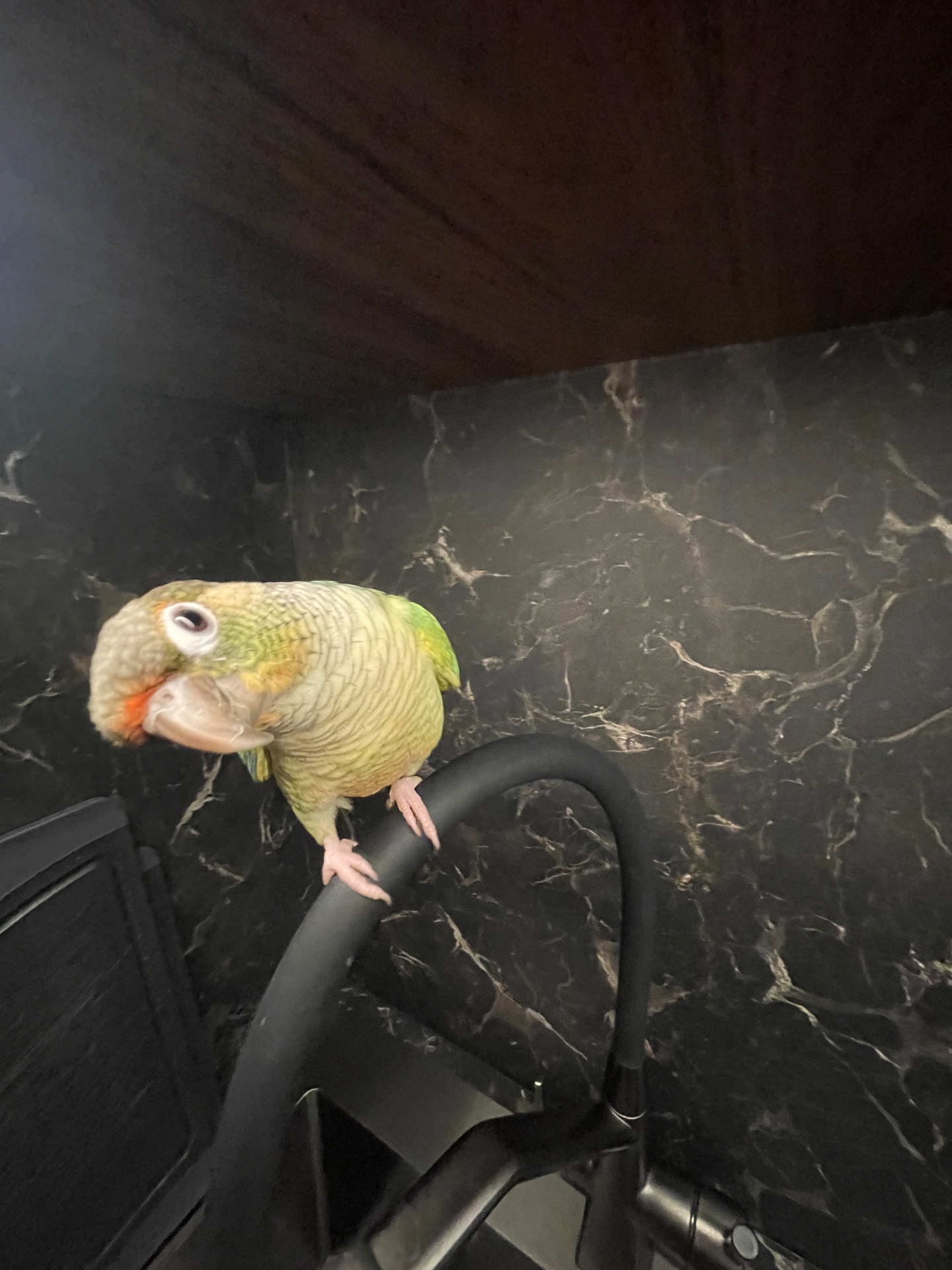 Ручна пірура. Викормиш. 8 місяців