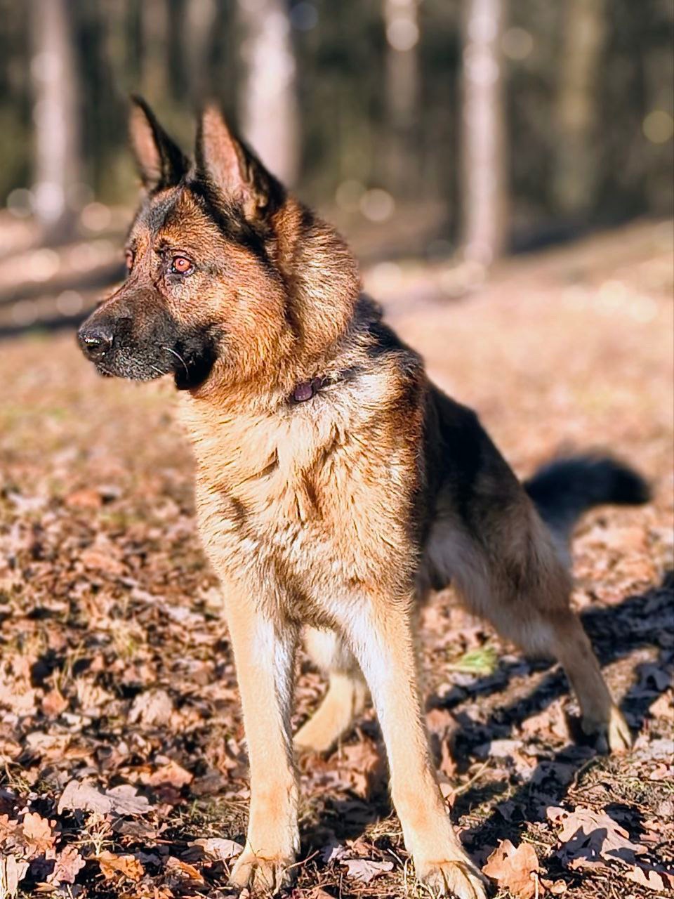 Розумний та добрий Арчі мріє про нову родину!