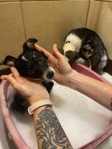 Міні собачки в добрі руки!