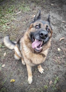 Розумний та добрий Арчі мріє про нову родину!