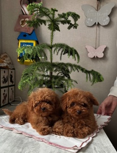 Дітки той пуделя